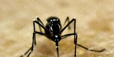 Si bien no ha habido casos de infecciones, sigue la alerta por mosquitos