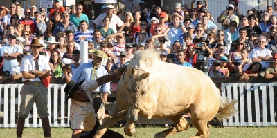 La Coordinadora contra las Jineteadas en Uruguay conden� la muerte de un caballo en la criolla del Prado
