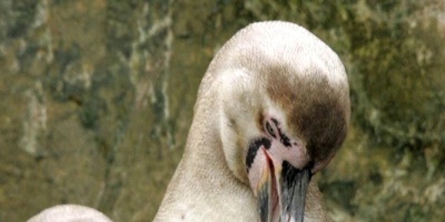 Los expertos piden proteger mejor el Ant�rtico en el d�a mundial de los ping�inos