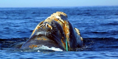 Adolescente internada en Rivera por juego on line