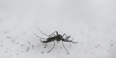 Proliferaci�n de mosquitos en Montevideo 