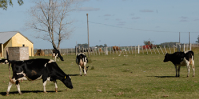 Lecheros realizar�n planteos al presidente Tabar� V�zquez
