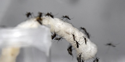 Al menos 18 muertos por un brote de dengue en Per� tras temporales