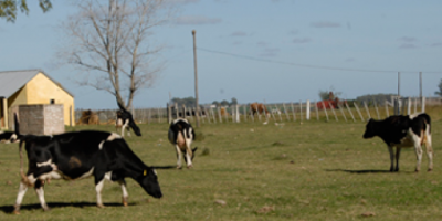 Gremiales lecheras vuelven a analizar situaci�n del sector