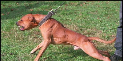 Una adolescente fue atacada por un perro en Piri�polis 