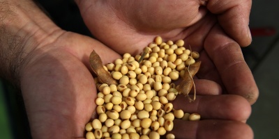 La soja cae por Brasil mientras que trigo y ma�z tienen leve alza