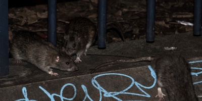 Fallece maestra infectada de Hantavirus en Fray Bentos