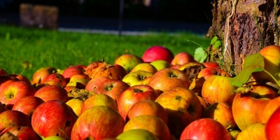 Gabard neg� que productores tiren 15 millones de kilos de manzana