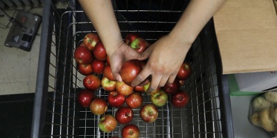 Confirman que deben "descartar" 15 millones de kilos de manzana