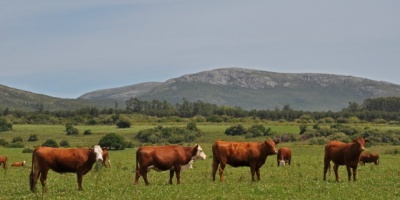 Intendencia de Florida aplaza 24 horas vencimiento de la contribuci�n rural