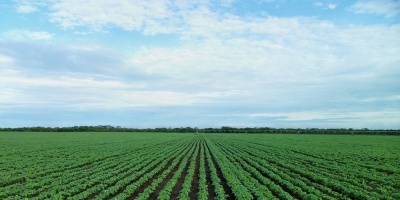 Producci�n de soja fue estimada en 3,338 millones de toneladas