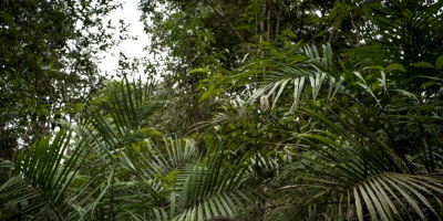 La selva amaz�nica brasile�a podr�a perder a su m�s generoso protector: Noruega