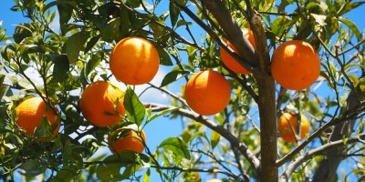 Trabajadores de citricola salte�a alcanzaron acuerdo