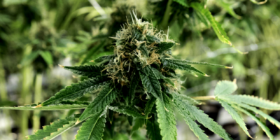 Aument� n�mero de personas registradas para comprar marihuana en farmacias