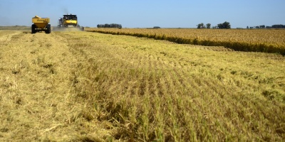 Investigan presencia de enfermedad porcina en Uruguay