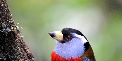 Costa Rica busca posicionarse como destino para observadores de aves