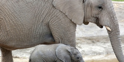 Un elefante pisotea hasta la muerte a su domador en Zimbabue