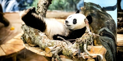 Nace en China primer panda del mundo de una madre en cautiverio y un padre en libertad