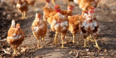 Extienden an�lisis a pollos por huevos contaminados en Europa