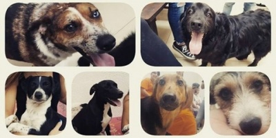 Paysand: Vendern patentes y dosificacin parasitaria de perros todo el ao