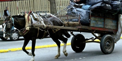Dan en adopcin caballos de clasificadores