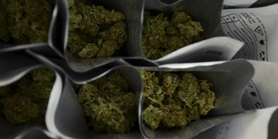 Destruyen cultivos de marihuana tras choque armado en norte de Paraguay