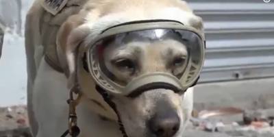 M�xico: Frida, la perrita que ha salvado a mas de 50 personas