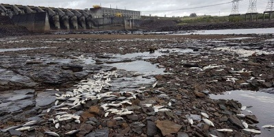 Investigan mortandad de peces en represa de Palmar