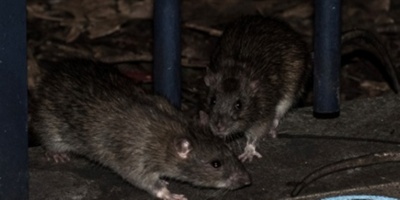 Posible caso de Hantavirus en San Jos�