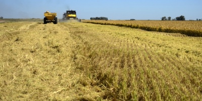 Continua la producci�n de soja no transg�nica tras primer a�o positivo