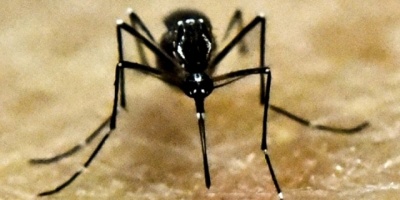 Confirmaron caso de dengue importado en Maldonado