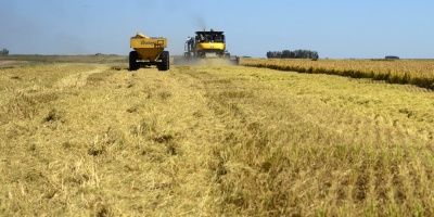 Suministros Argentina y Brasil reducen precios ma�z en la regi�n
