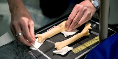 La oveja Dolly no padec�a osteoartritis prematura por su clonaci�n