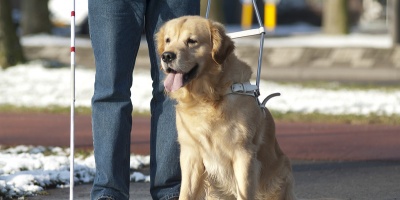 Intendencia de Montevideo busca ampliar autorizaci�n de perros gu�as