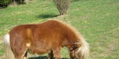 Pony muri� tras ser torturado en Maldonado