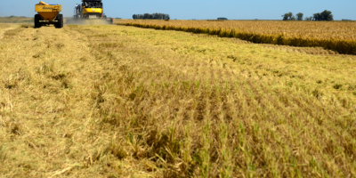 Arroceros reclaman por altos costos en la producci�n