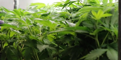 Incautan 36 plantas de marihuana en Punta del Diablo