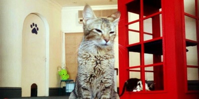 Cafeter�a ofrece a clientes acariciar, jugar y adoptar a gatos