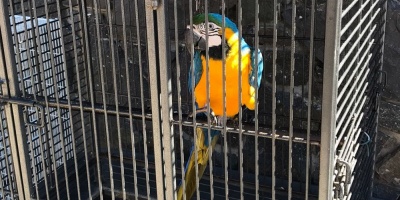 Incautaron animales ex�ticos en la casa del sindicalista argentino Marcelo Balcedo