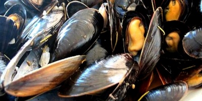 Mantienen la prohibici�n de consumo de mejillones y berberechos en costas de Rocha