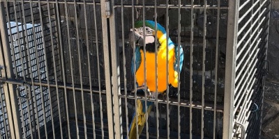 Trasladan animales de la casa de Balcedo a parques