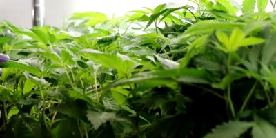 Canad� estudia las "implicaciones legales" de la legalizaci�n de la marihuana