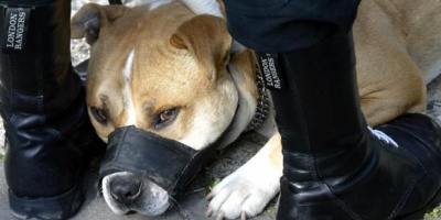 Beba de un a�o en estado delicado tras ser atacada por un perro
