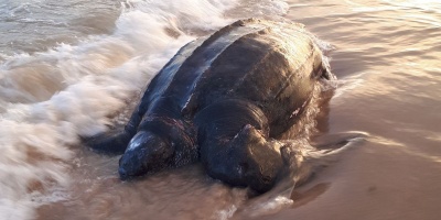 Una tortuga de unos 500 kilos aparece muerta en una playa 