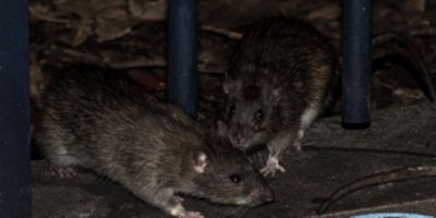 Sospechan hantavirus como causa de la muerte de una joven