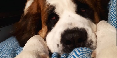 El 7% de los perros investigados en Salto por el ministerio de salud eran portadores de leishmaniasis.