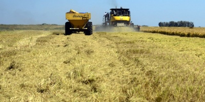 Falta de lluvia est afectando al ganado y produccin de soja