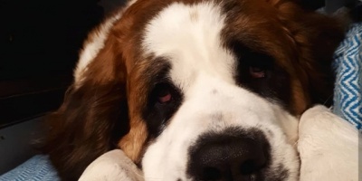 Animalistas independientes reclaman leyes severas por maltrato animal