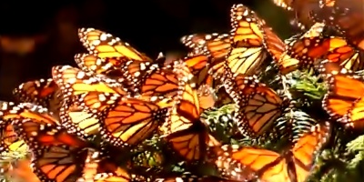 Se extingue la caracter�stica "Mariposa Monarca" en M�xico