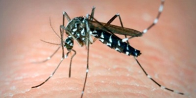 Buenos Aires confirma cuatro casos de dengue aut�ctono en lo que va de 2018